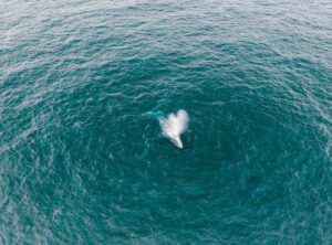el megalodon tiburones comiendo niños